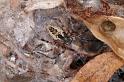 Phryganoporus_canididus_D3608_Z_88_Hamelin pool_Australie